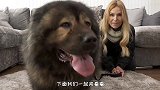 全球最凶猛的狗，6分钟就能干掉藏獒，竟然还可以当马骑！