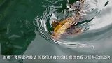 狮子咬的斑马奄奄一息，不料斑马生死关头创造奇迹，太励志了