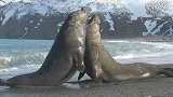 南乔治亚岛两雄性象海豹为争夺领地和伴侣激烈战斗