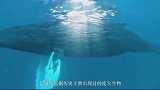 地球上最大的生物，重量2500吨，血管能当儿童的泳池