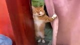 橘猫：瞅什么瞅，自己不会进来
