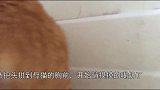 公猫偷偷喝母猫的奶，母猫看的一脸懵圈我不要面子的啊