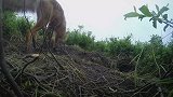 这些狐狸的住所安逸，它们的洞穴那么多出口，知道为什么？