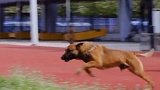 你不会真的让二哈做警犬不会吧不会吧