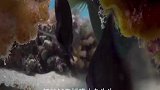 鳃棘鲈和章鱼的合作！太聪明啦