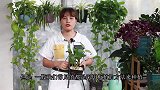 石斛兰中“最靓的仔”，球花石斛如何养？2分钟学会！