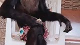 黑猩猩盘着腿吃东西，我还以我领导在拍视频呢