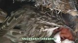 世界上最大的鸟巢，重量惊人历史悠久，从来没人敢爬上去！