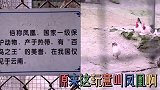 搞笑视频：你要不说是凤凰我还以为是鸡呢
