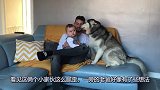 宝爸看见二哈和儿子太亲密，之后果断抱着二哈出去了，结局好玩了