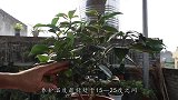 夏季茶花，养法要改变了，不然会直接休眠不生长