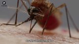 如果蚊子被灭绝，这个世界究竟会变成什么样呢？