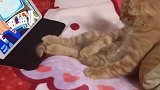 这猫天天看电视都成废猫了！