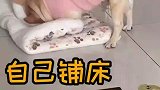 狗狗自己铺床睡觉，床没铺好已经睡着