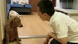 主人教训淘气的小迷糊,看赛文是怎么做的,这就是感情