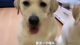 赛文和它的孩子们吃馒头，小泰迪吃鸡腿，赛文很郁闷，主人太坏了