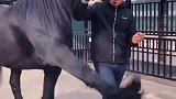 这匹马一看就不是凡品，看它这六亲不认的步伐，应该是贵族血统