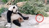 北京动物园游客扔石头砸熊猫 目击者：半小时两次熊猫被吓到