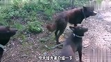 兄弟，你的三狗子真的是有艺术细胞，厉害了