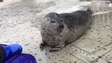 海豹想吃鱼了，就跟饲养员撒娇卖萌，胖嘟嘟的真可爱