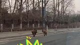 吉林：静态管理下的长春，两头野猪在市区街头“撒欢儿”