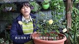 给月季用了这3种肥，分分钟烂根死亡