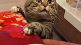 谁有嘎嘎给一个，猫咪已经饿的不行了