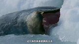 刚出生的小海豹不仅遭遇暴风雪，还被无情的抛弃，竟奇迹般生还！