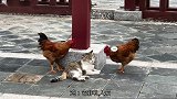 猫：鸡大哥，饶命，是你老婆勾引的我！
