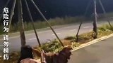 没想到狗狗动力这么强