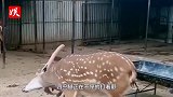 梅花鹿行为怪异，头往右偏浑身颤抖，得知原因网友笑喷了！