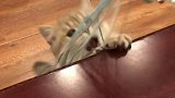 跟风跳个恰恰猫 萌宠 吸猫