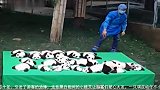 爆新鲜-201460930-“宇宙第一天团” 23只大熊猫亮相萌化网友心