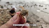 海边野采魔鬼王蟹泛滥成灾，带回鱼房海螺占领鱼缸，该怎么教训他