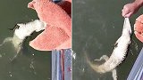 澳大利亚：一渔夫钓到鳄鱼，用毛巾蒙上鳄鱼眼睛徒手解下鱼线