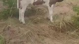 笨牛把缸套自己头上了，牛咋回事啊，大白天怎么天黑了