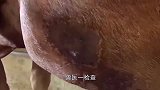 农场主出差半月，回来一看，牛儿的脸已肿成“大包子”！