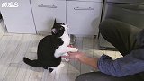 为了吃寿司，猫咪跟主人握手，猫：生活不易啊