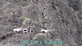 这种山羊“轻功”了得，峭壁上遛弯，日常飞檐走壁，平地不会走路
