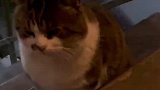 猫咪跟着男子上楼，全程无障碍沟通，一个敢问一个敢答
