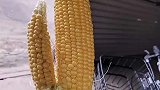 五花八门的高产能玉米