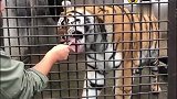 动物园大猫们满脸幸福的狂舔猫粮，你们的威严都去哪儿了