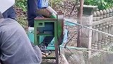 钓鱼打窝神操作，鱼儿都快喂撑了