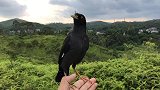 养了三年都不说话，今天放它飞走又飞回来，还开口说话了太感人