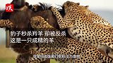 豹子捕食羚羊，却遭羚羊疯狂抵抗！