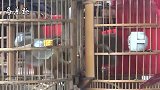 价值2万元的“打鸟”，2只凶神恶煞的画眉鸟，打得真凶