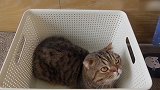 篮子里的小猫咪，这萌萌哒的小眼神，真可爱！
