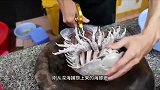 刚从深海捕捞上来的长相奇异的美食，先剪晕再扯麻，品尝鲜甜肉质