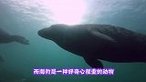 海豹的口味真重，把男子的脚当作玩具玩，还咬一口，是有咸鱼味吗