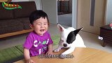 斗牛犬见小主人吃糖果，立马抢来吃了，心疼宝宝三秒